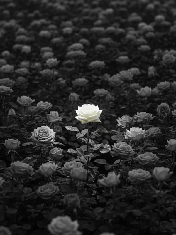 Weisse Rose am Anfang der Trauerbewältigung